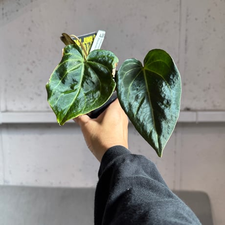 【10/18 Live販売】Urban Jungle_04
