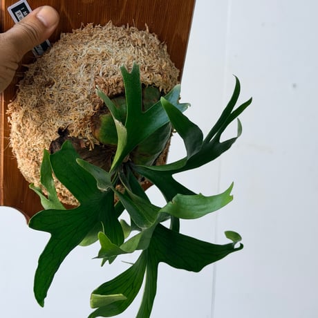 【2026.7/23〜】板付ビカクシダ　P. coronarium 'Panda'