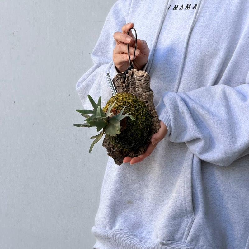 2026.10/1〜】コルク付ビカクシダ P. willinckii 'Antler crown