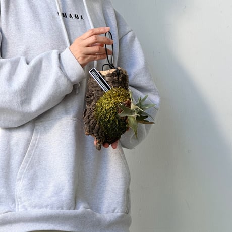 【2026.10/1〜】コルク付ビカクシダ　 P. willinckii 'Antler crown' sporeling
