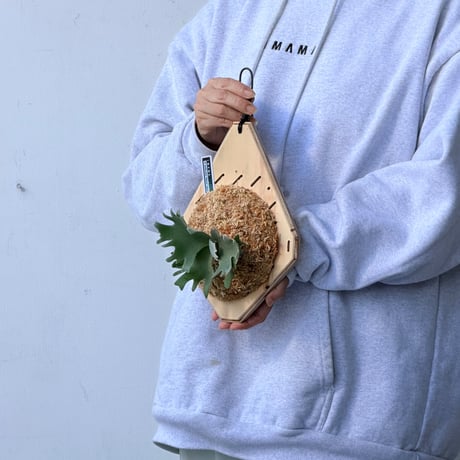 【2026.9/24〜】板付ビカクシダ　P. willinckii 'Nano' sporeling_1