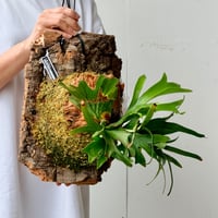 【2026.7/2〜】コルク付ビカクシダ　P. coronarium 'Dragon tree'