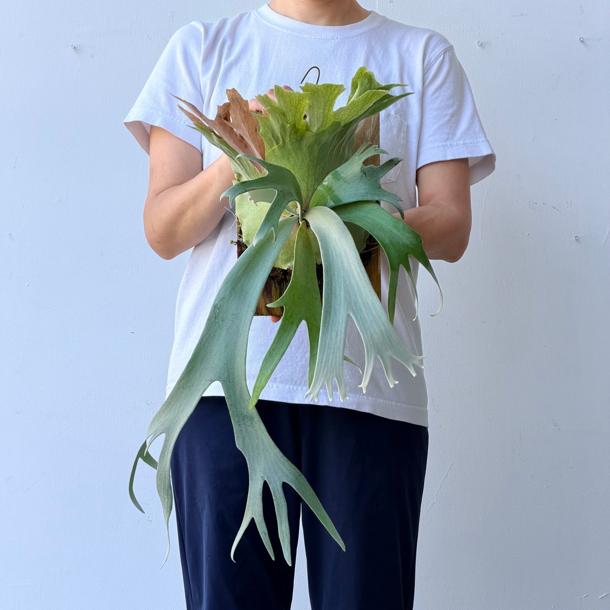 2026.7/9〜】板付ビカクシダ P. willinckii 'Little crown'