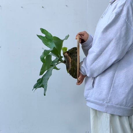 【2026.9/24〜】板付ビカクシダ　  P. hillii 'Yot#5'  [pup]