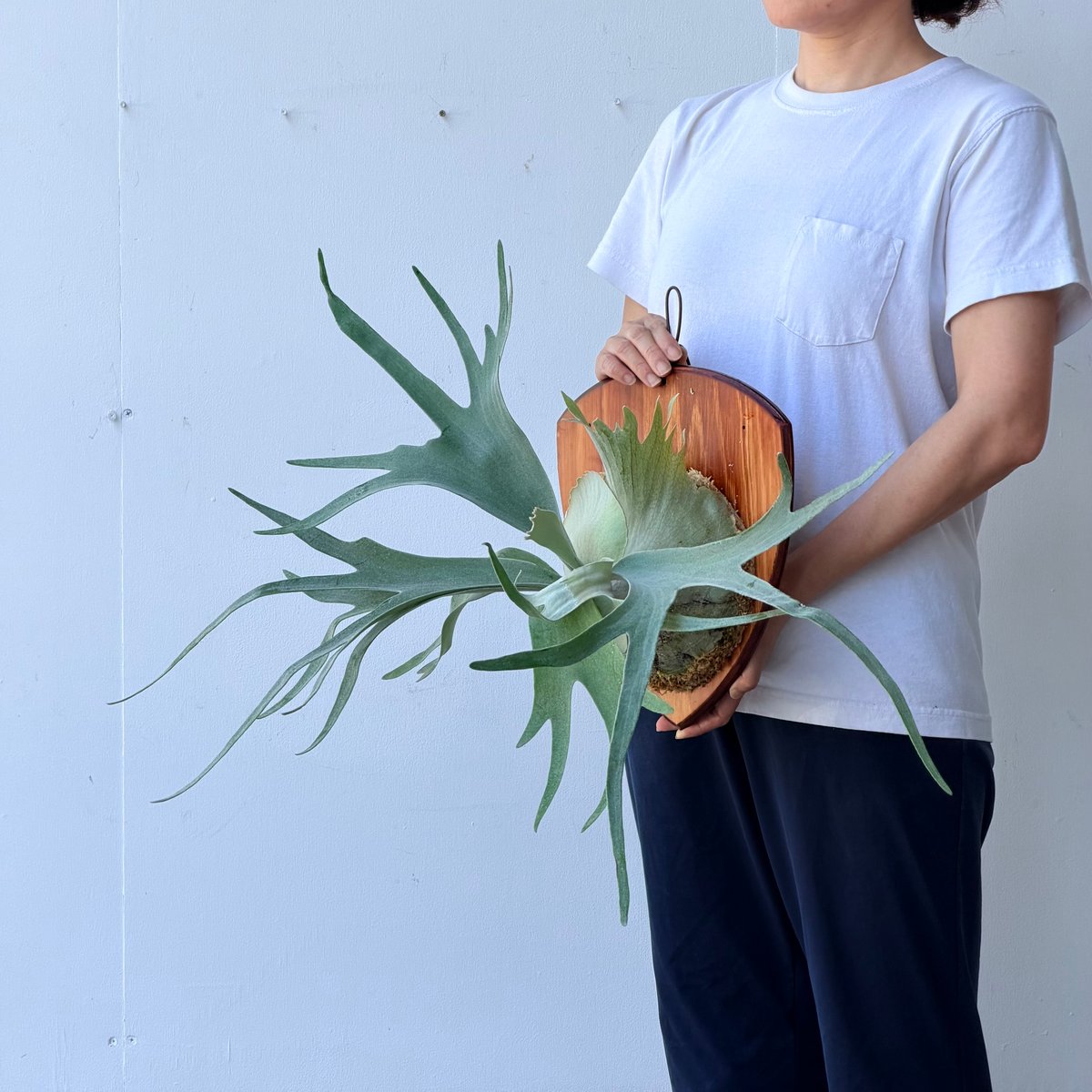 2026.7/9〜】板付ビカクシダ P. willinckii 'Meteo shower'