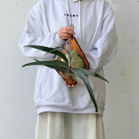 【2026.9/24〜】板付ビカクシダ　  P. veitchii 'Auburn River' sporeling