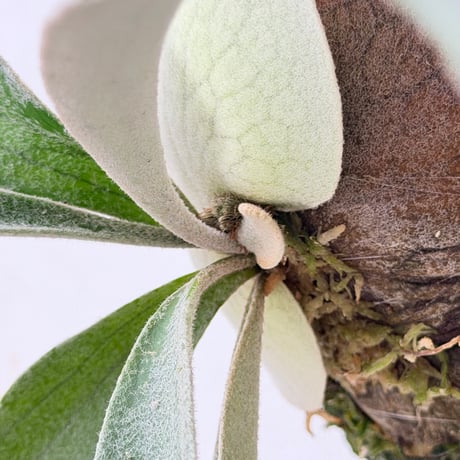 【2026.8/27〜】板付ビカクシダ　  P. veitchii 'Auburn River' × P. veitchii wild sporeling