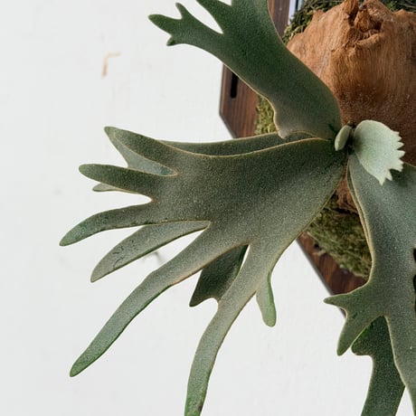 【2026.9/3〜】板付ビカクシダ　 P. willinckii 'Antler crown' sporeling