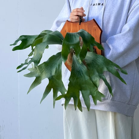 【2026.10/1〜】板付ビカクシダ　P. hillii 'Hula Hands' × P. hillii 'Drummond'