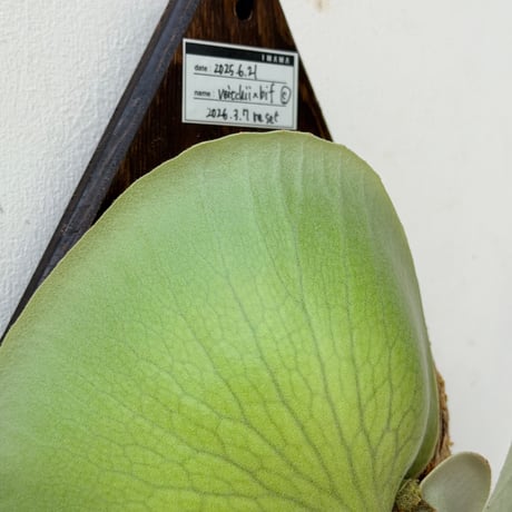 【2026.8/20〜】板付ビカクシダ　 P. veitchii×P. bifurcatum [pup]