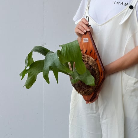 【2026.8/20〜】板付ビカクシダ　 P. hillii 'Bangpung short form' [pup]