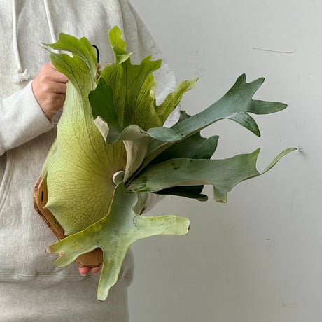 CATEGORY bifurcatum | IMAMA