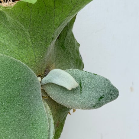 【2026.7/16〜】板付ビカクシダ　P. willinckii 'Cotton cloud' sporeling