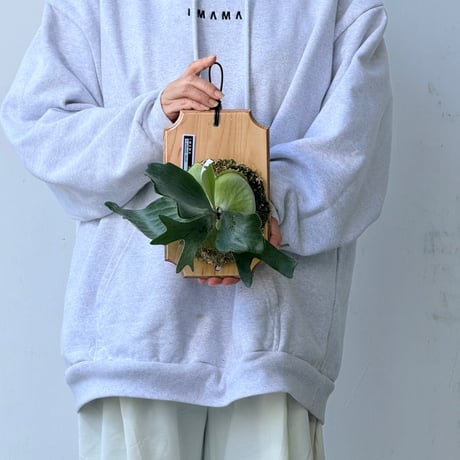 【2026.9/24〜】板付ビカクシダ　 P. willinckii 'NAJA'