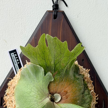 【2026.8/6〜】板付ビカクシダ　P. wilinckii 'Little crown' sporeling
