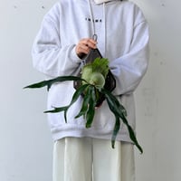 【2026.9/24〜】板付ビカクシダ　  P. 'Mt. Lewis' sporeling