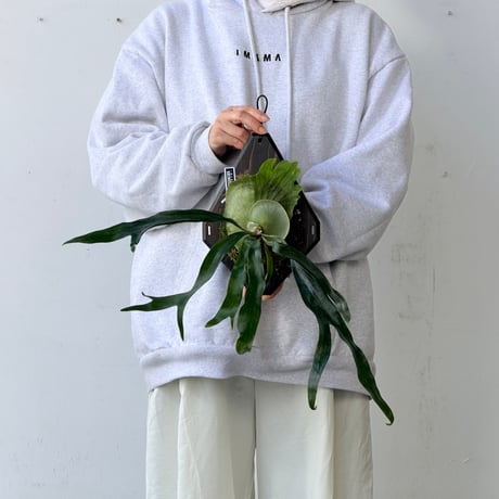 【2026.9/24〜】板付ビカクシダ　  P. 'Mt. Lewis' sporeling
