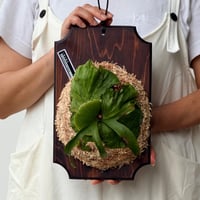 【2026.8/6〜】板付ビカクシダ　P. coronarium 'Panda'_2
