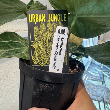 【10/18 Live販売】Urban Jungle_01