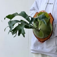 【2026.9/24〜】板付ビカクシダ　 P. 'Yos#1' [pup]