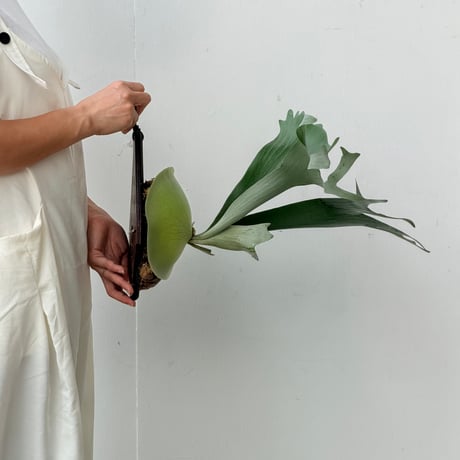 【2026.8/20〜】板付ビカクシダ　 P. veitchii×P. bifurcatum [pup]