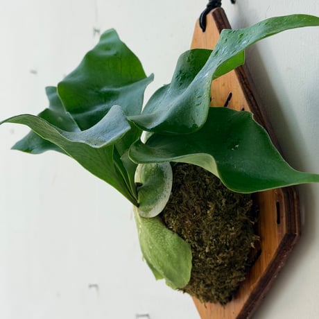 【2026.8/20〜】板付ビカクシダ　P. 'Khunphon'+P. 'Excellence'×P. bifurcatum mix sporeling