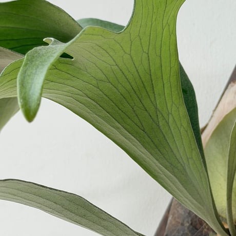 【2026.9/3〜】板付ビカクシダ　 P. 'Mt. Lewis' wide leaf [pup]