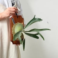 【2026.8/27〜】板付ビカクシダ　P. veitchii wild × P. 'Lipo'
