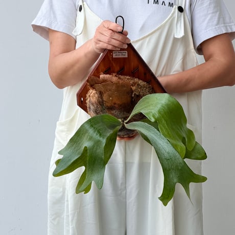 【2026.8/20〜】板付ビカクシダ　 P. hillii 'Bangpung short form' [pup]
