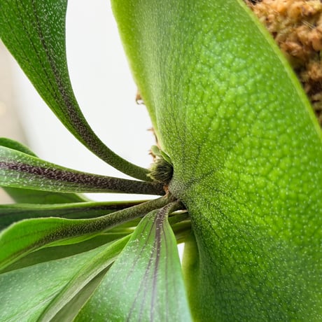 【2026.9/10〜】板付ビカクシダ　P. 'Khunphon'+P. 'Excellence'×P. bifurcatum+P. 'Bogor' mix sporeling