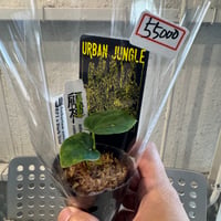 【10/18 Live販売】Urban Jungle_06