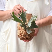 【2026.8/27〜】板付ビカクシダ　 P. willinckii 'Spur' [TC]