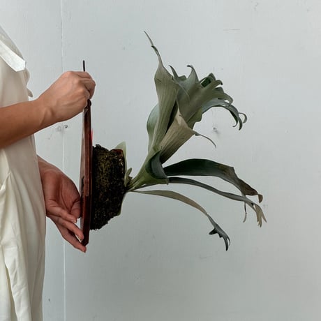 【2026.8/20〜】板付ビカクシダ　P. 清正 [pup]