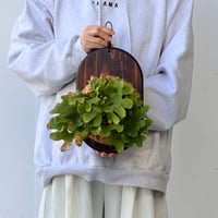 【2026.10/8〜】板付ビカクシダ　 P. ridleyi dwarf