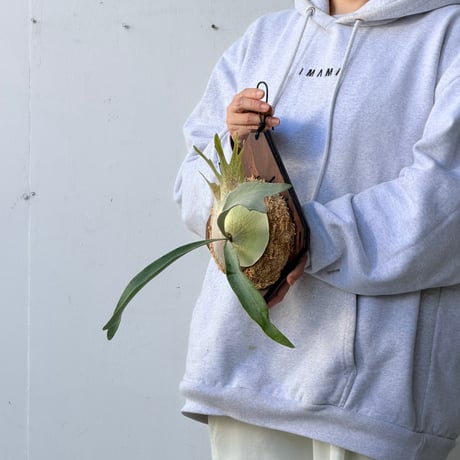 【2026.10/1〜】板付ビカクシダ　  P. veitchii 'Auburn River' × P. veitchii wild sporeling