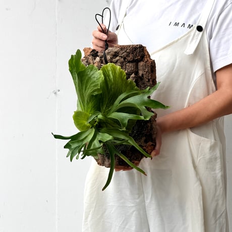 【2026.9/10〜】コルク付ビカクシダ　P. coronarium 'Dragon tree'