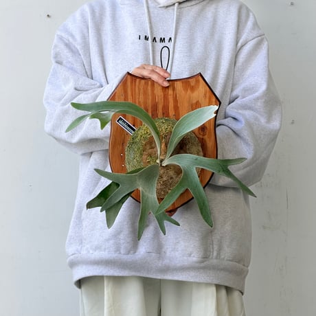 【2026.9/24〜】板付ビカクシダ　P. 'Foong siqi sporeling Geisha' [TC]