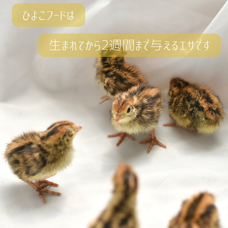 6a601b4f7fe9d00043e05419