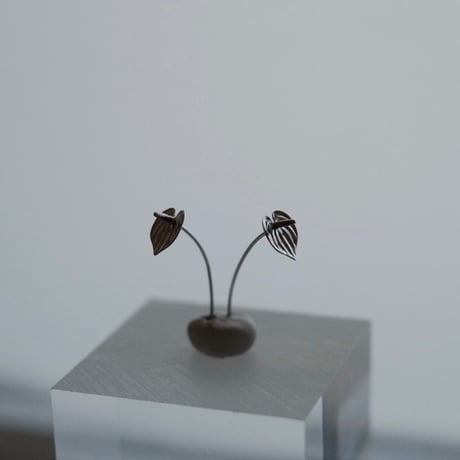 nooca mum pierce  [Anthurium]