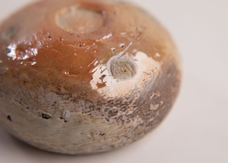 自然釉緋色ぐい呑 Natural ash-glazed sake cup with scarlet tones　TC-30