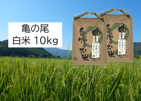 【新米・2026年産】自然栽培米『亀の尾』10kg