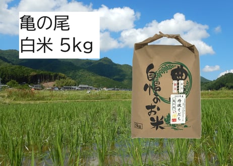 【新米・2026年産】自然栽培米『亀の尾』5kg