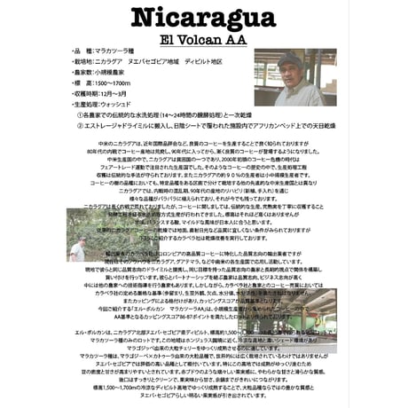 ※数量限定　ニカラグア　エル・ボルカン　マラカツーラ種　中煎り　２５０ｇ