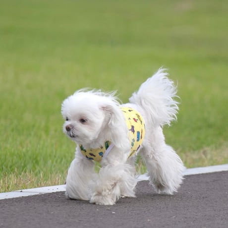 CARプリント クール素材 ショート丈タンク