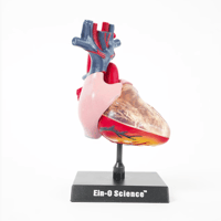 EIN-O SCIENCE "HEART MODEL"