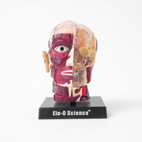 EIN-O SCIENCE "BRAIN＆SKULL"