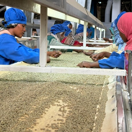 Ethiopia ハンベラ Heirloom Natural 100g ミディアムロースト