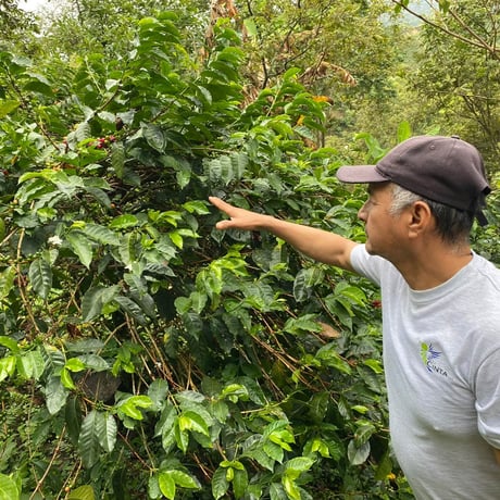 卸 Colombia ラ・シンタ農園 Typica Washed 豆のまま５kg(55%OFF) ライトロースト