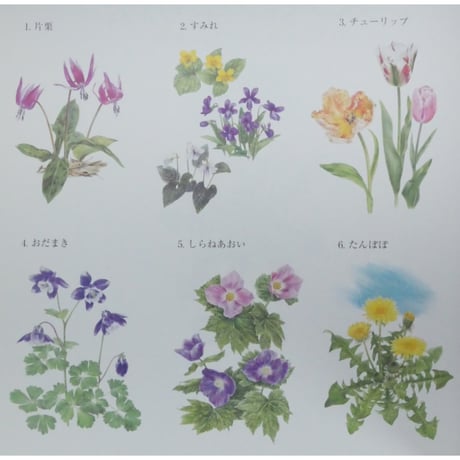 大人の塗り絵 春の花編 佐々木由美子 河出書房新社
