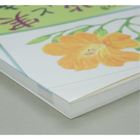 やさしい花と実のはがき絵 彩色の仕方、下絵つき 増渕澄子 日貿出版社